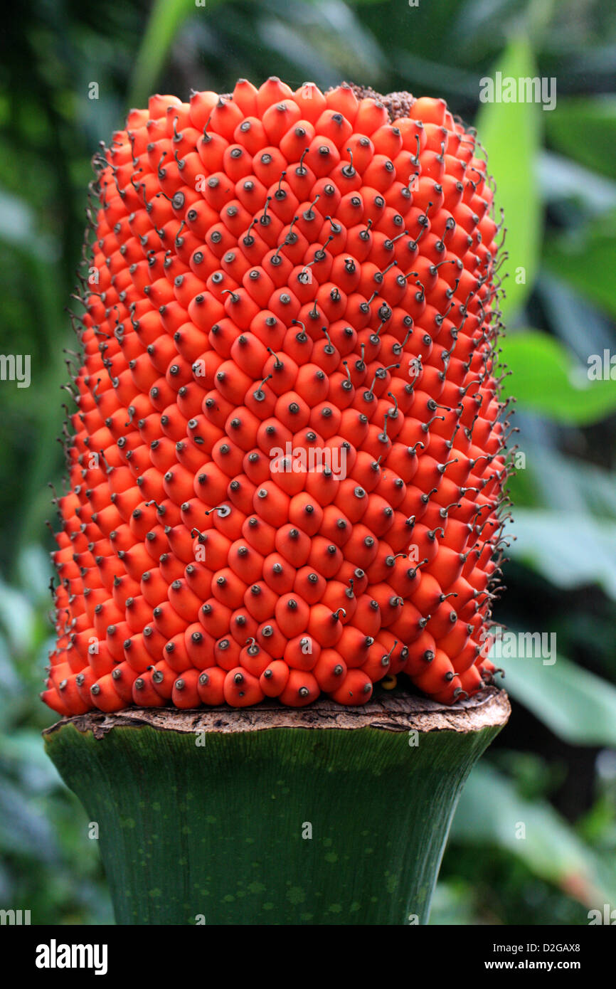 Titan Arum, Amorphophallus titanum, Araceae. After Flowering and Showing Seed Head. Aka Carrion or Corpse Plant. Stock Photo