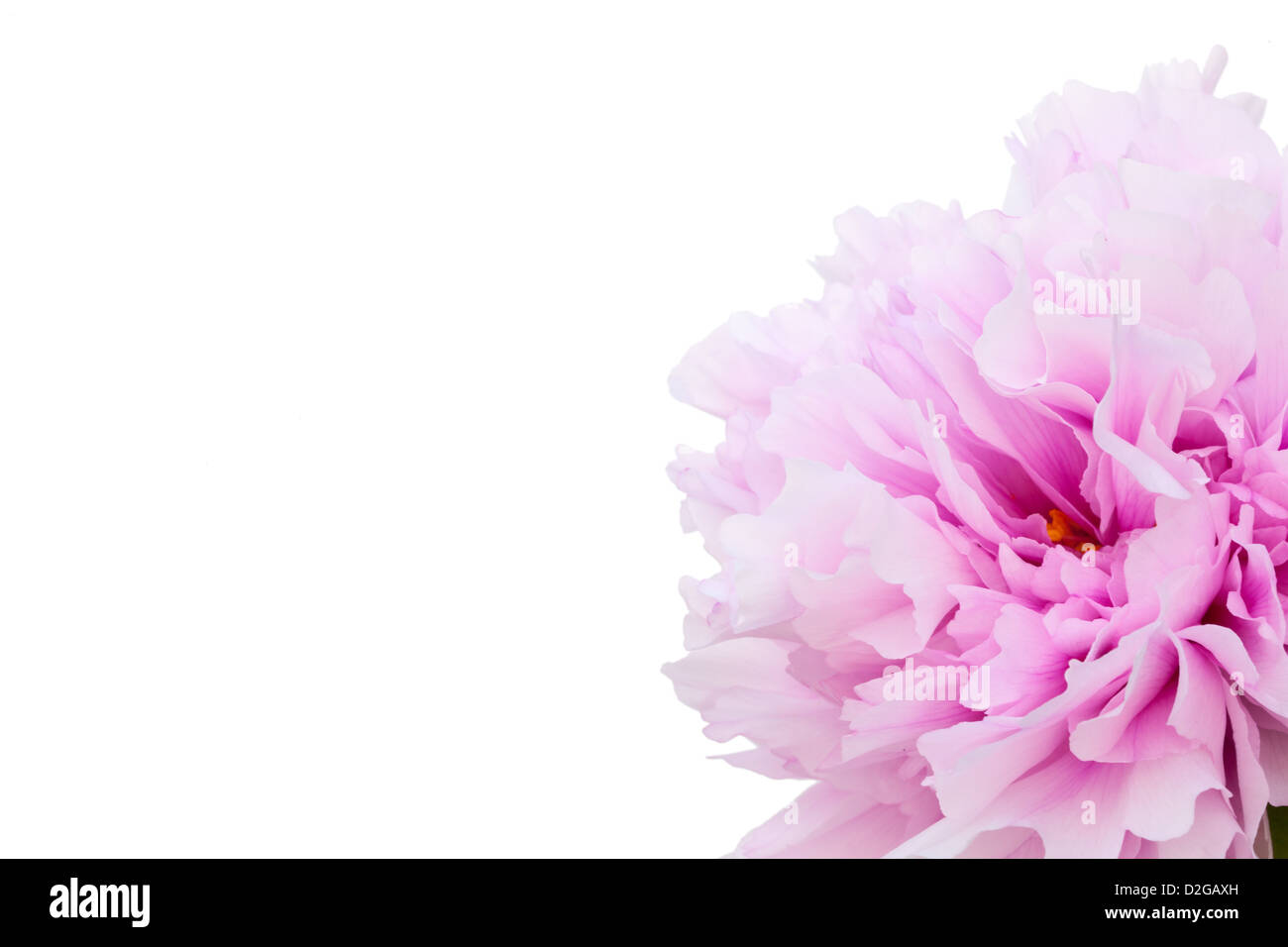One pink peony isolated on white background Stock Photo - Alamy