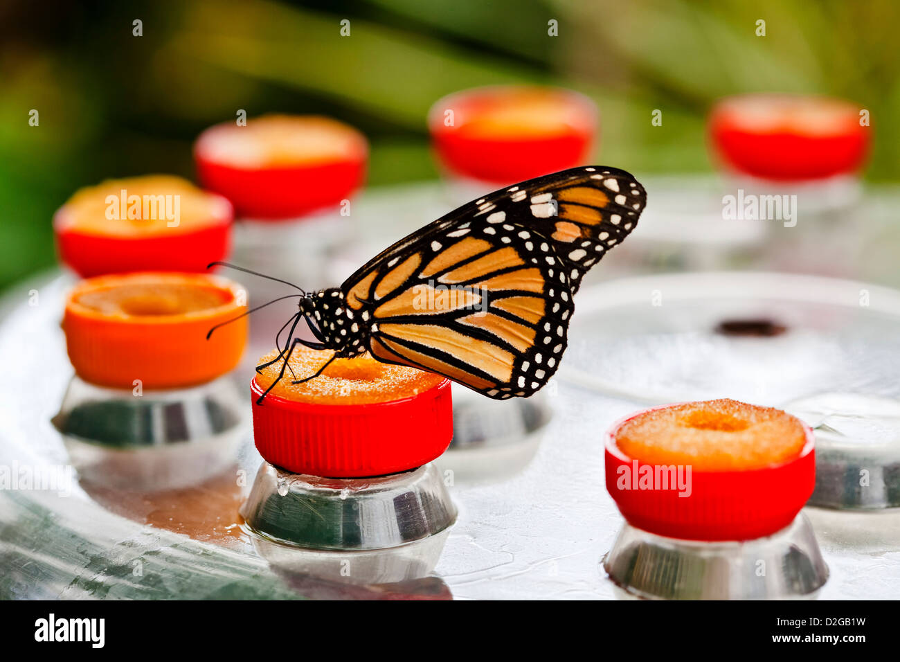 Butterfly eating nectar hires stock photography and images Alamy