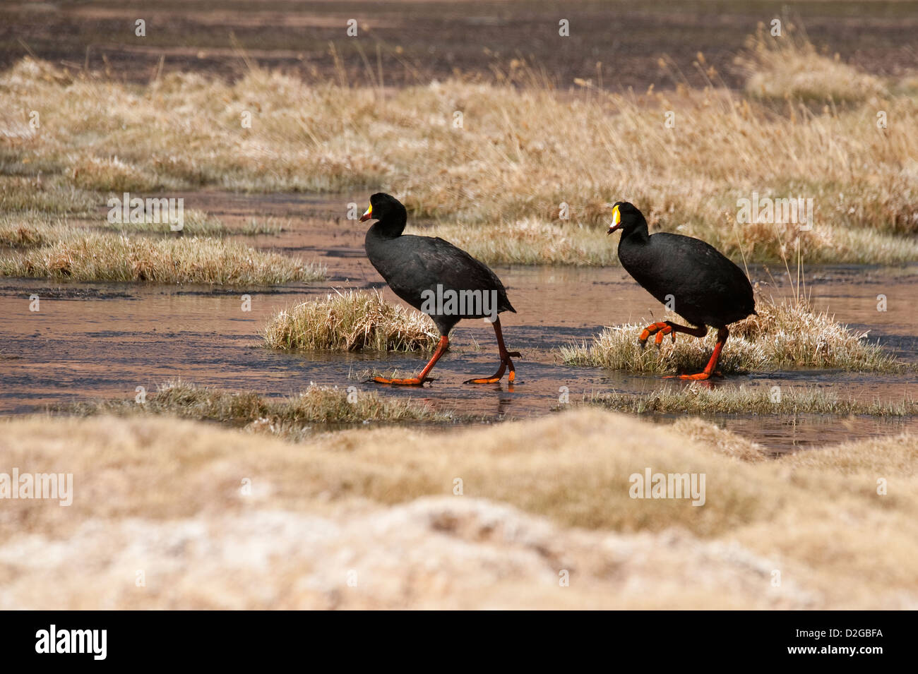 Giant coots (Fulica gigantea) pair antiplano water on the road from the Geysers del Tatio to San Pedro de Atacama Chile South Stock Photo