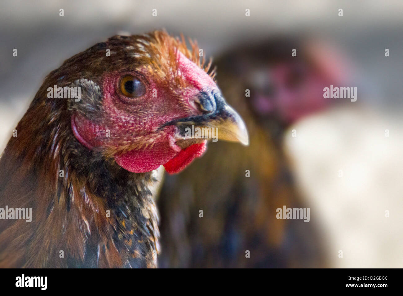 Portrait of a turkey (Meleagris) Stock Photo
