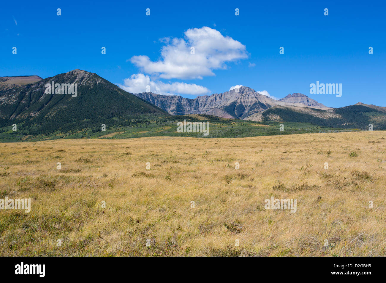 Prairie grasslands in Buffalo Paddock section of Waterton Lakes