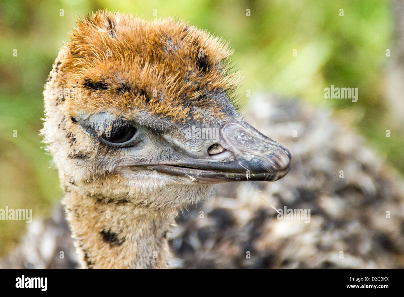 Portrait of a young ostrich (Struthio camelus), Stock Photo