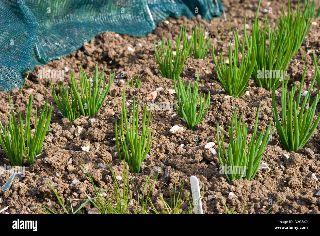 Shallot seedlings about 4 inches high in garden Stock Photo