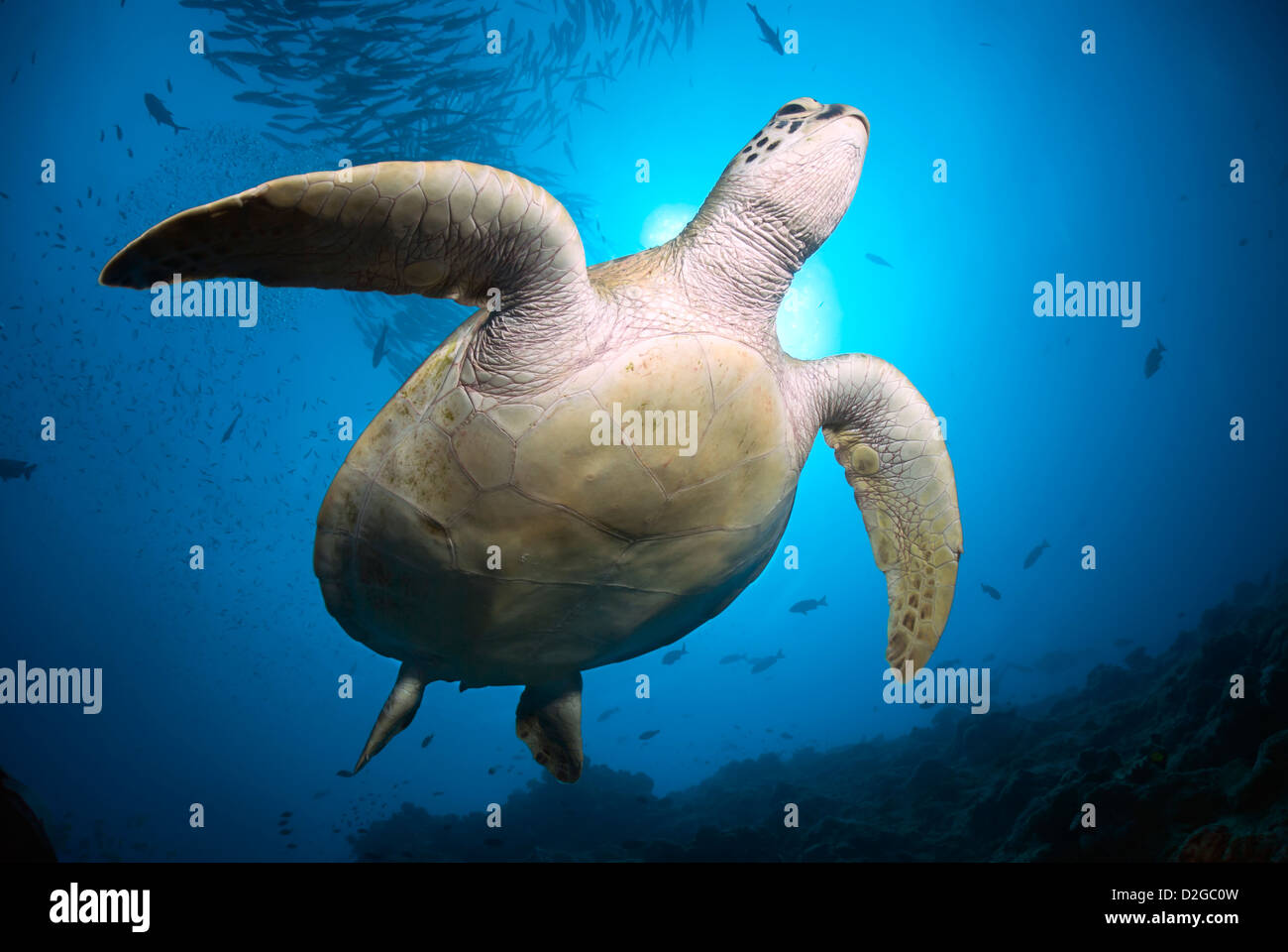 Green Sea Turtle Chelonia mydas swimming along a Coral Reef, Coral Sea, Great Barrier Reef, Pacific Ocean, Queensland, Australia Stock Photo