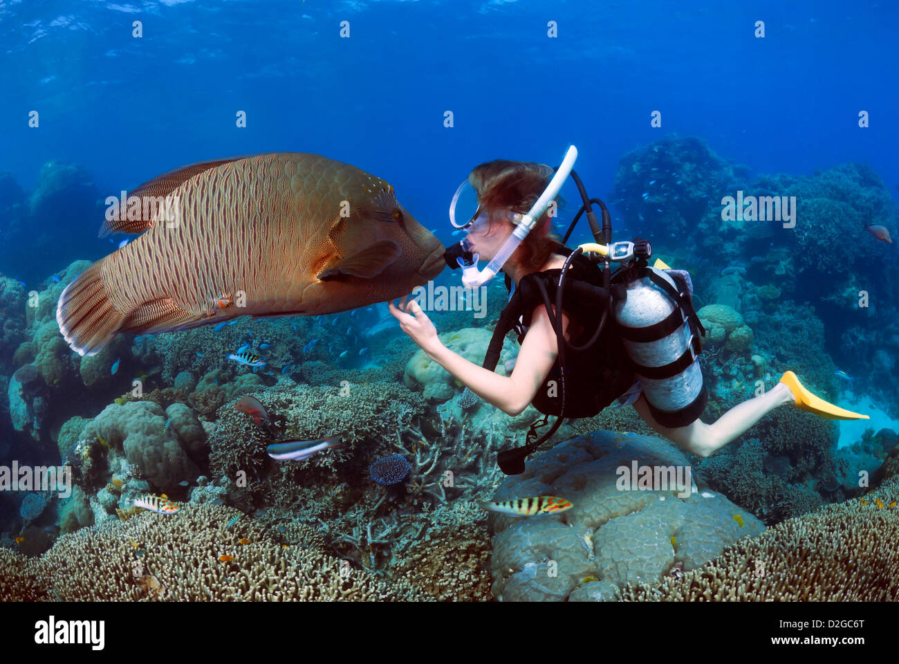 Humphead Wrasse Cheilinus undulat and A Femal Diver Kissing Underwater, Great Barrier Reef, Coral Sea, Queensland, Australia Stock Photo