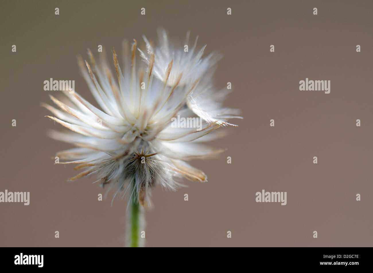 White bright spiky flower Stock Photo