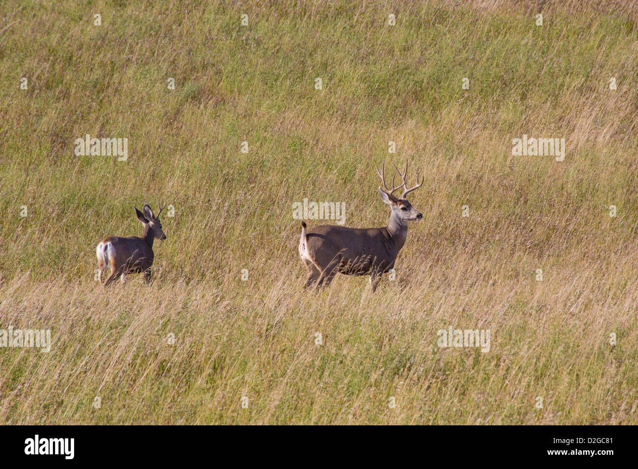 Deer in a prairie field in Alberta Canada Stock Photo