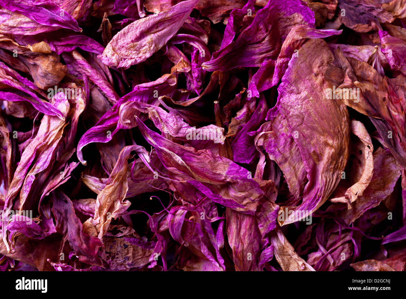 Dried peony petals texture for background. Top view Stock Photo