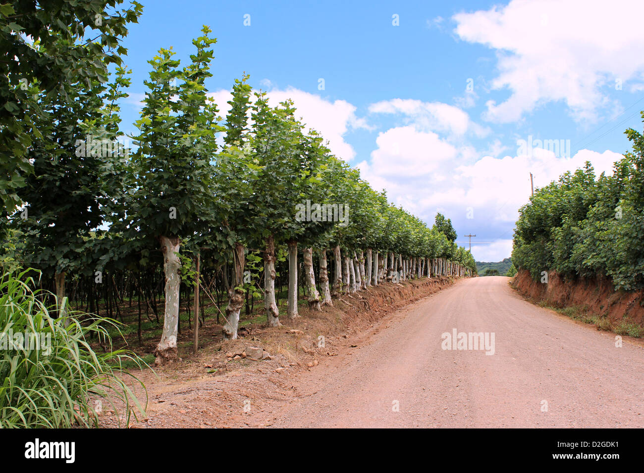 Photo of a dirt road inside Bento Gonçalves. Plantains and forms a perfect symmetry vineyards under blue sky. Stock Photo
