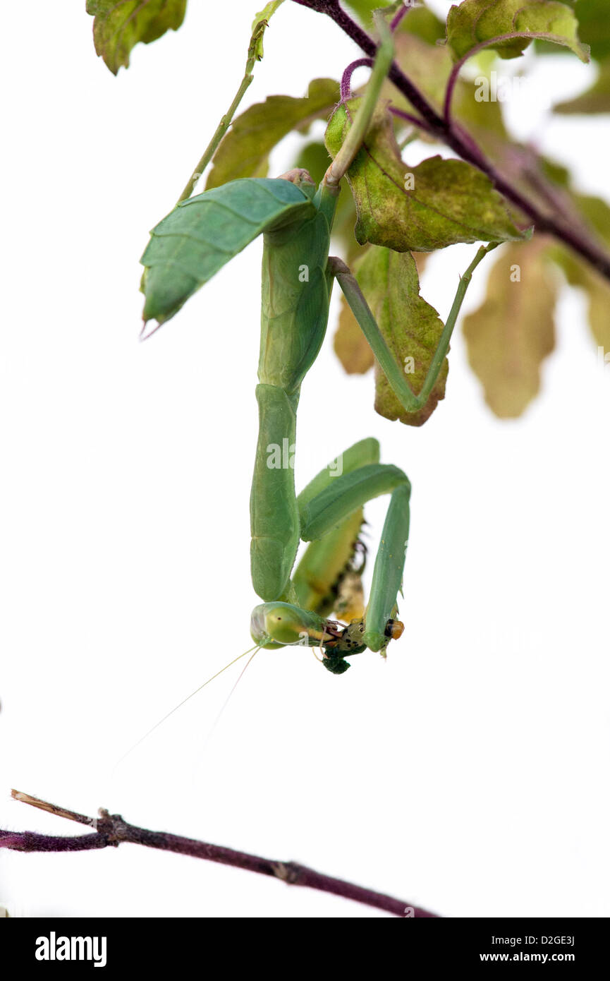 Praying mantis on a flowering Tulsi plant eating a caterpillar against white background Stock Photo