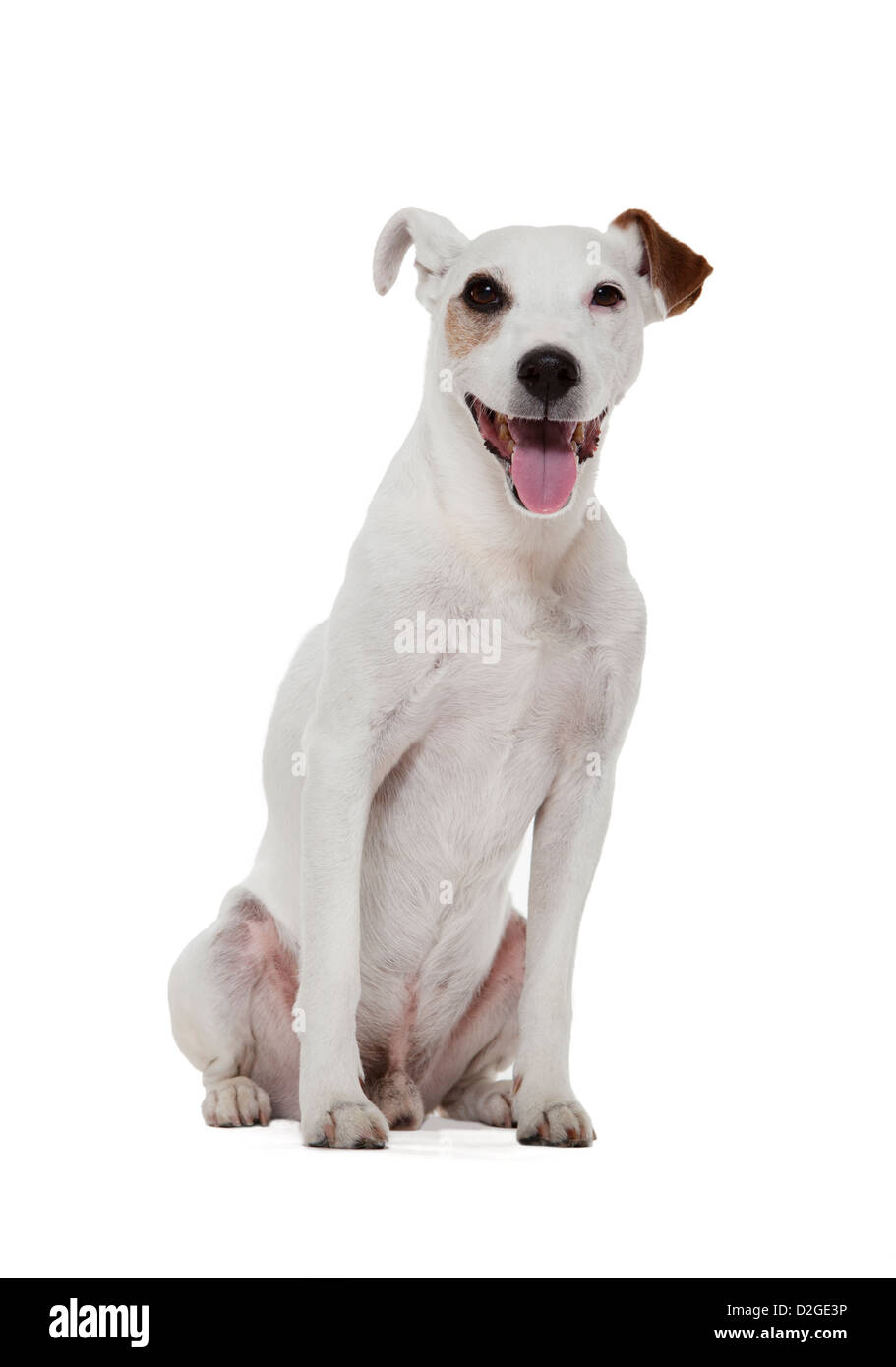 Jack Russell Terrier Stock Photo