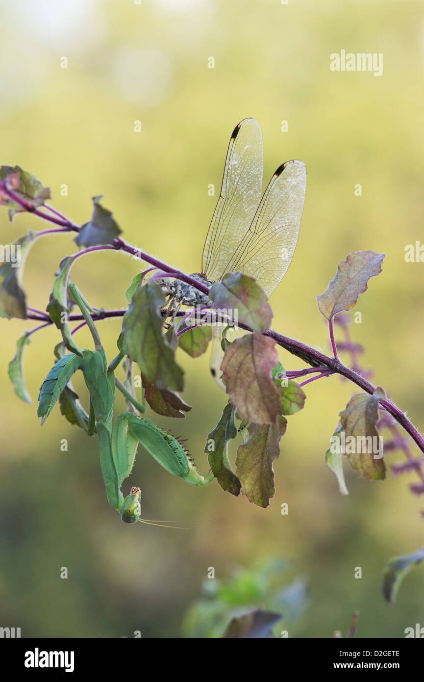 Praying mantis and dragonfly on a Tulsi plant. India Stock Photo