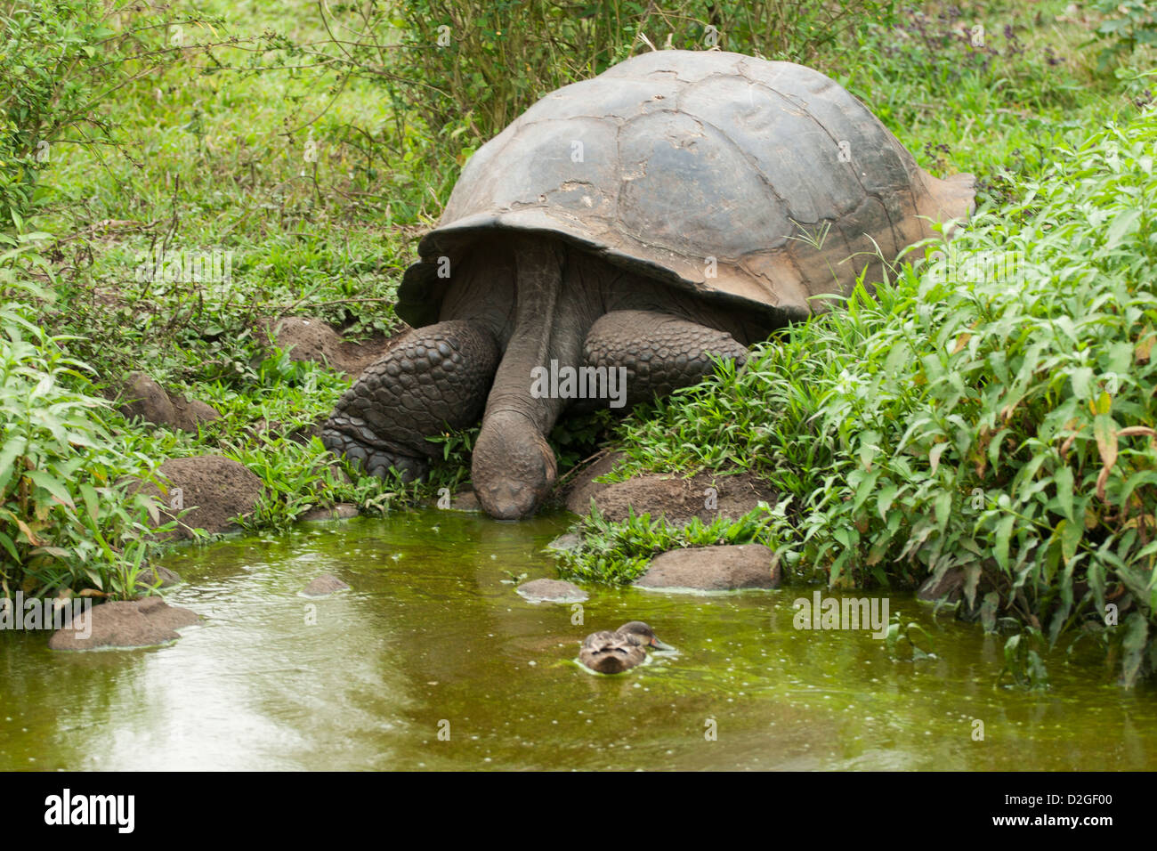 Galapagos Tortoise drinking water in a pond Stock Photo Alamy