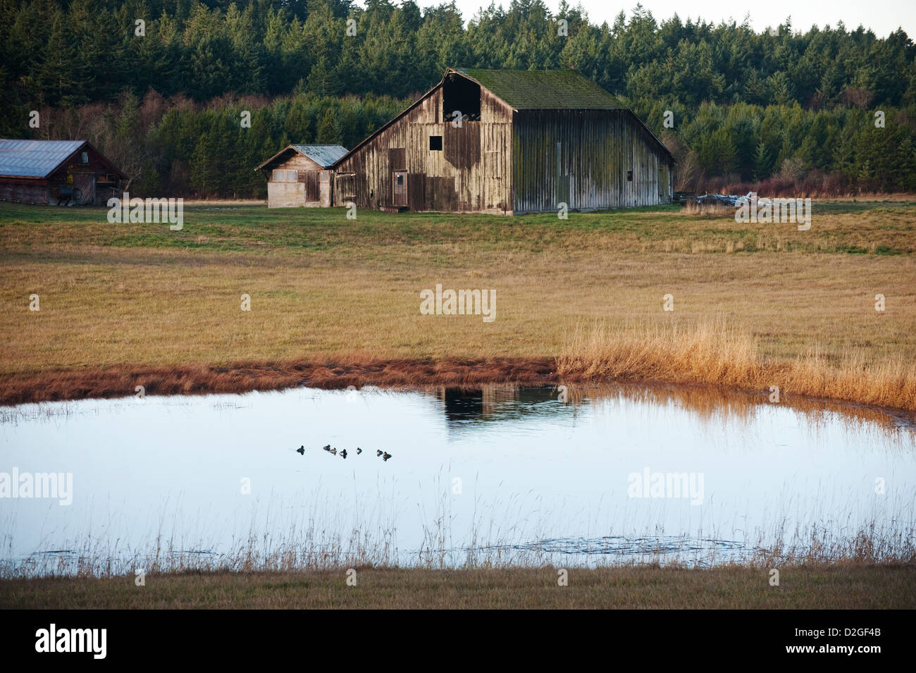 Ducks on the pond. An old wooden barn seen on San Juan Island in the Puget Sound area of Washington State. Stock Photo