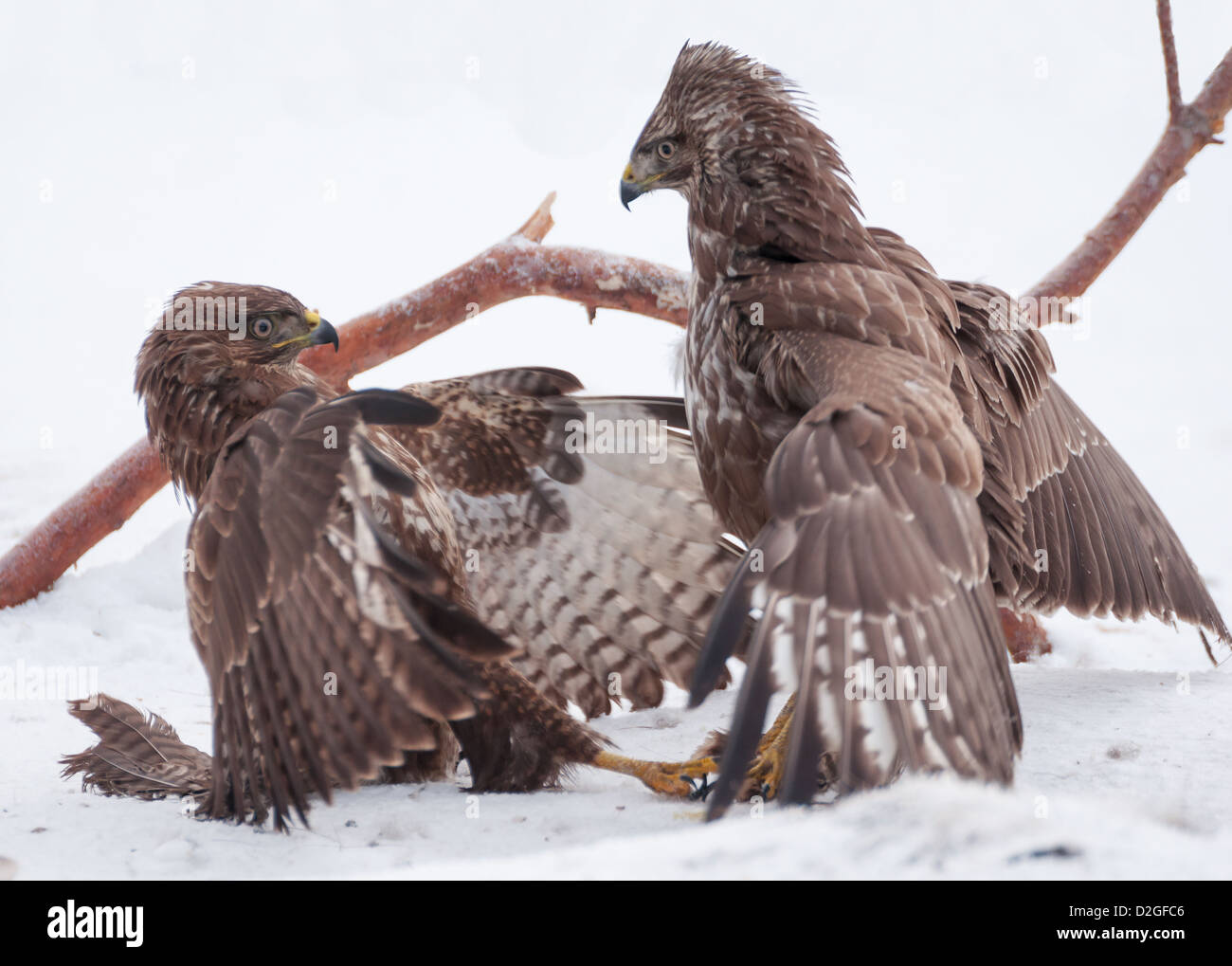 Predator famine hi-res stock photography and images - Alamy