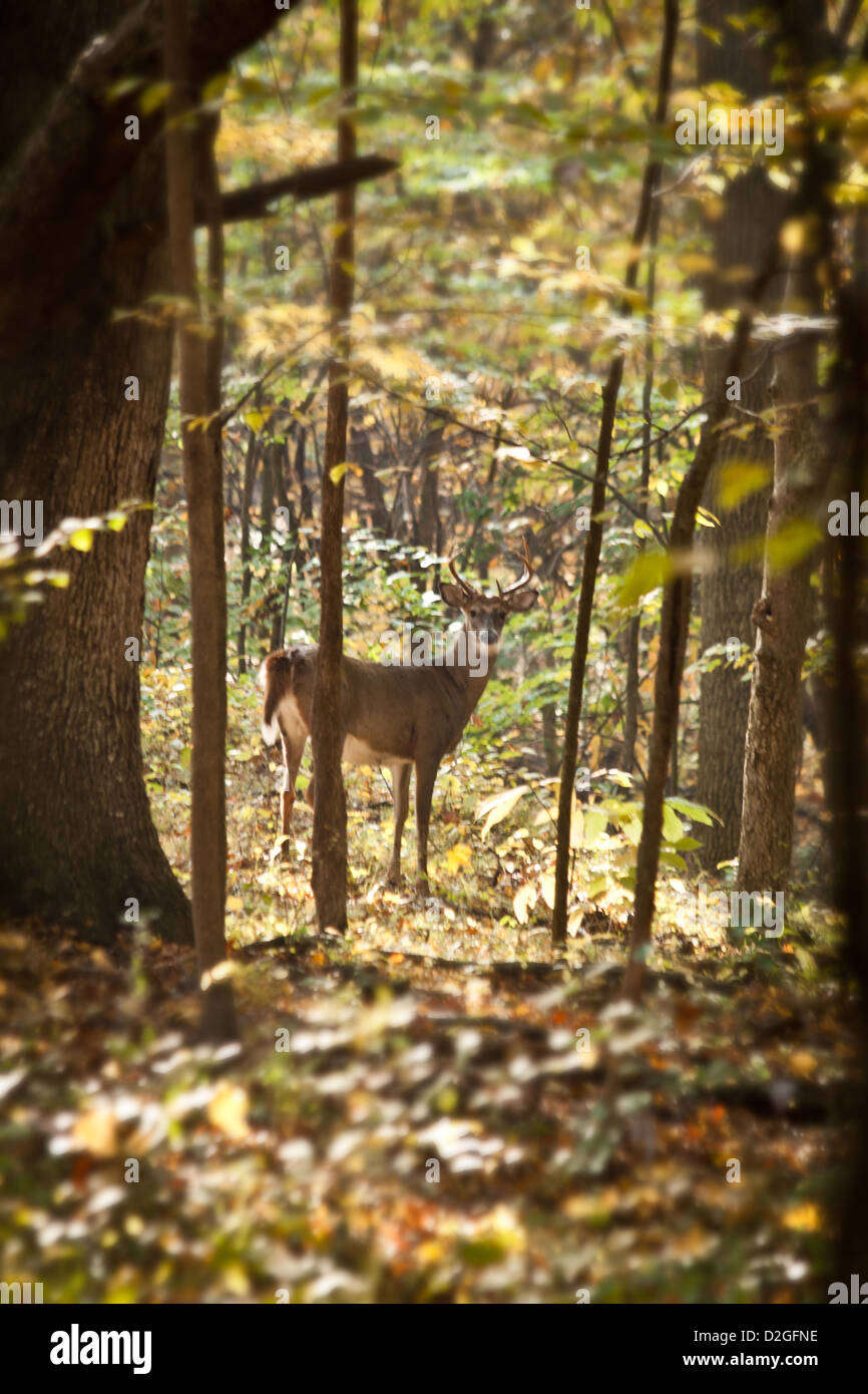 White Tailed Deer (Odocoileus virginianus), Sharon Woods Metro Park, Westerville, Ohio. Stock Photo
