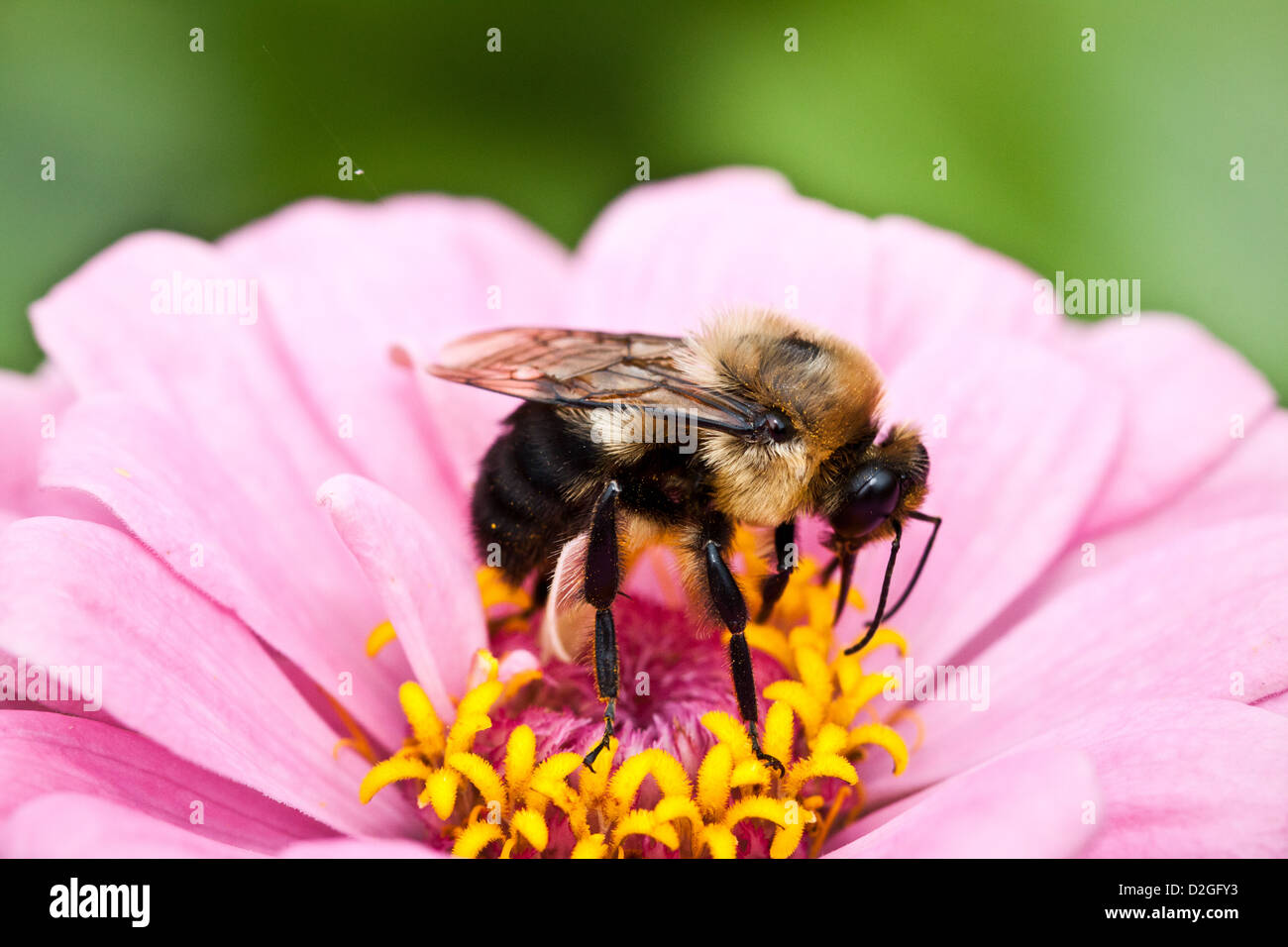 Common Eastern Bumble Bee (Bombus impatiens), Inniswoods Metro Garden, Westerville, Ohio. Stock Photo