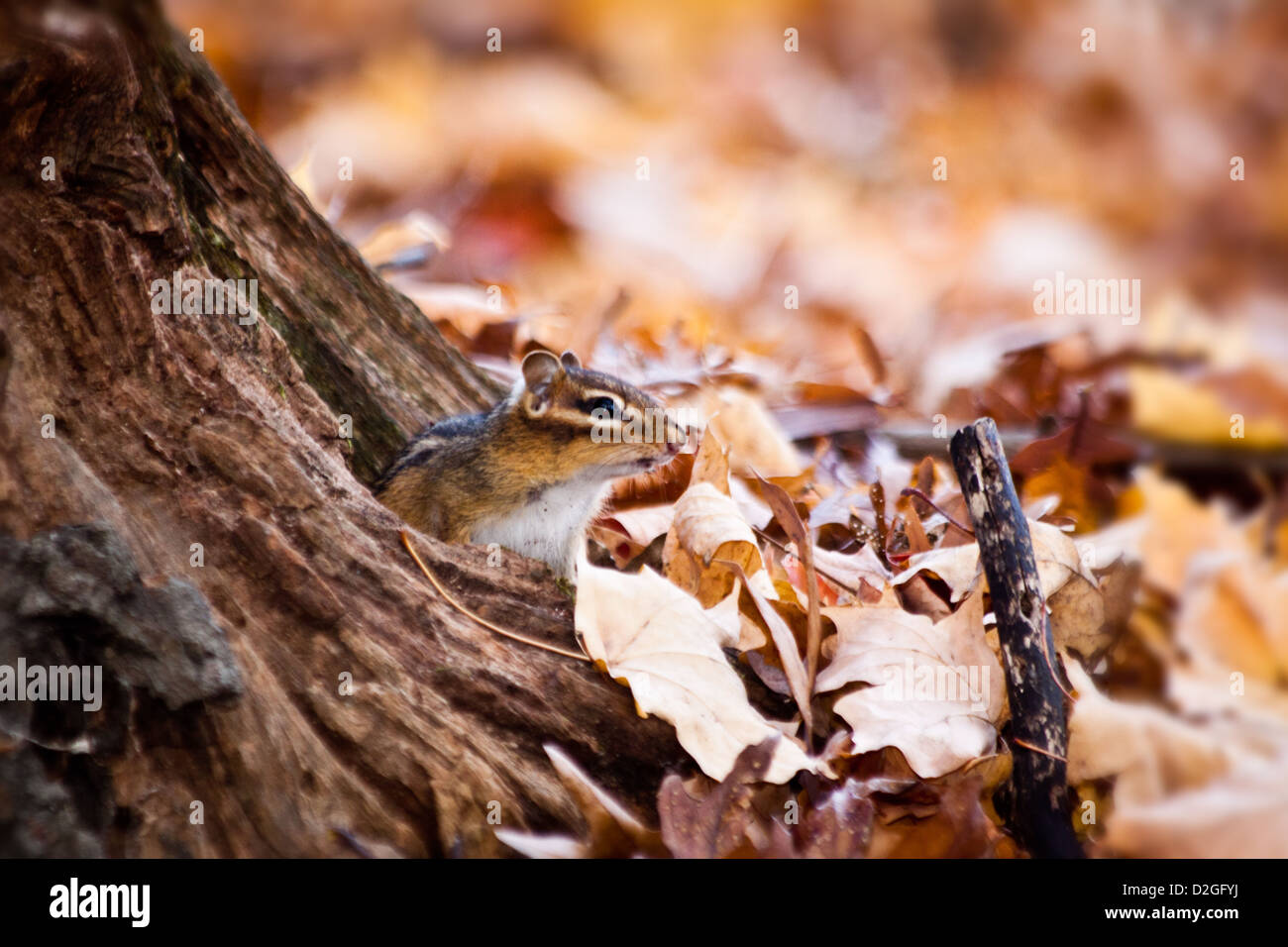 Autumn Chipmunk (Tamias striatus), Highbanks Metro Park, Powell, Ohio. Stock Photo