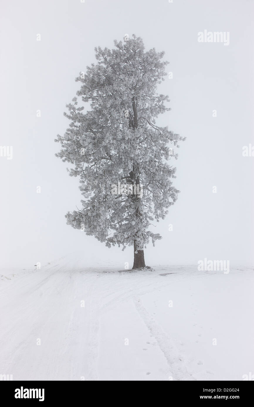 Frost covered pine tree Stock Photo - Alamy