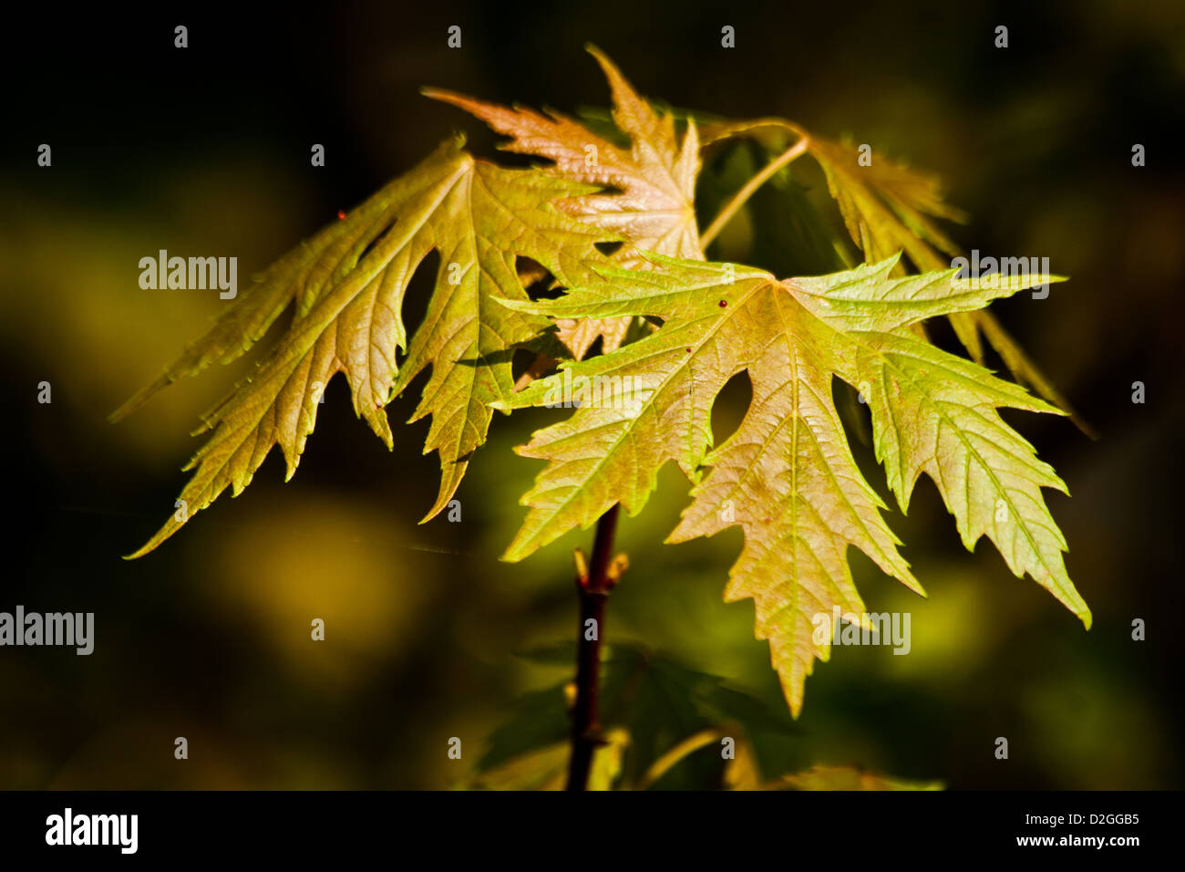 Leaves in the Woods, Westerville, Ohio Stock Photo Alamy