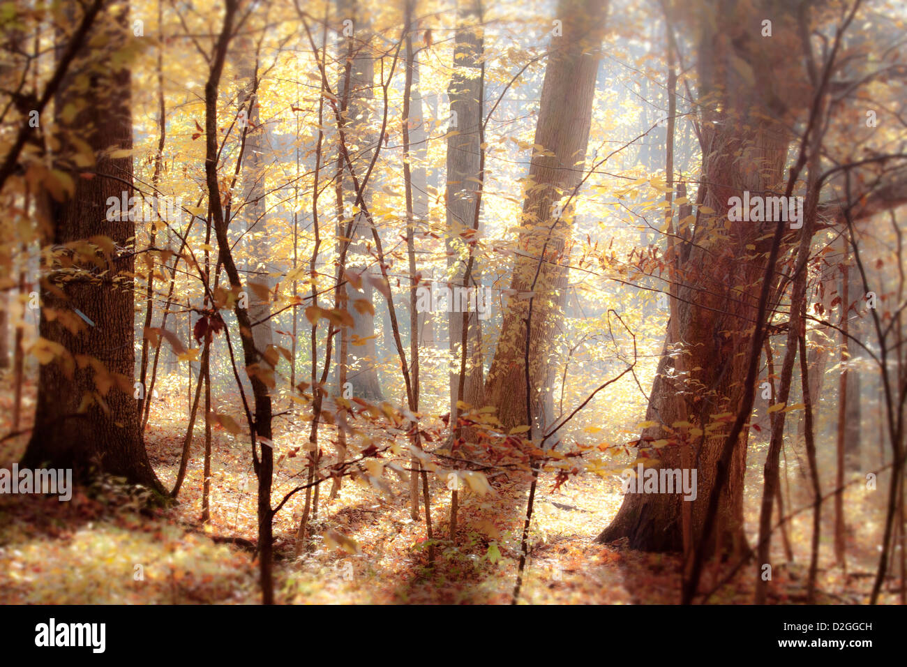 Sharon Woods Metro Park in Autumn, Westerville, Ohio Stock Photo Alamy