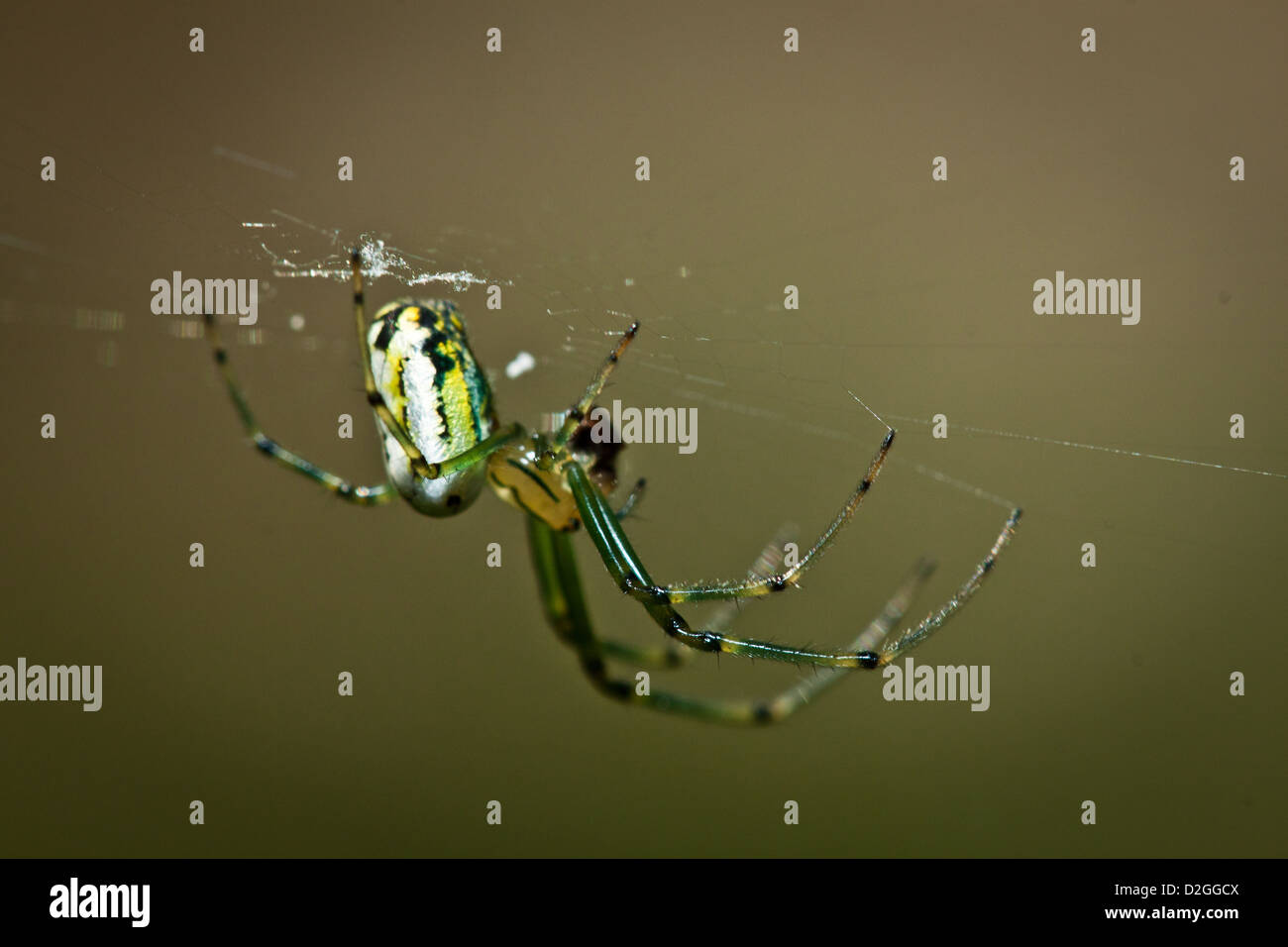 Orb Weaver Spider Ohio ~ Wolf Spider