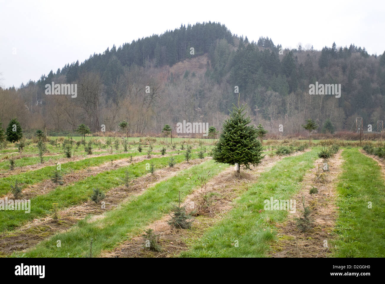 Lone mature evergreen tree on Christmas tree farm. Stock Photo