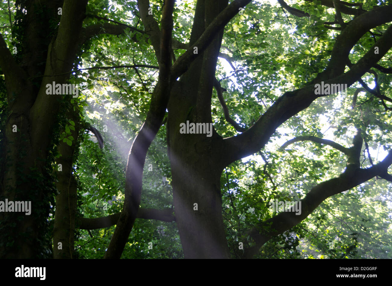 Sun's rays shining through trees, near Wych Cross, Forest Row, Ashdown Forest, Sussex, England Stock Photo