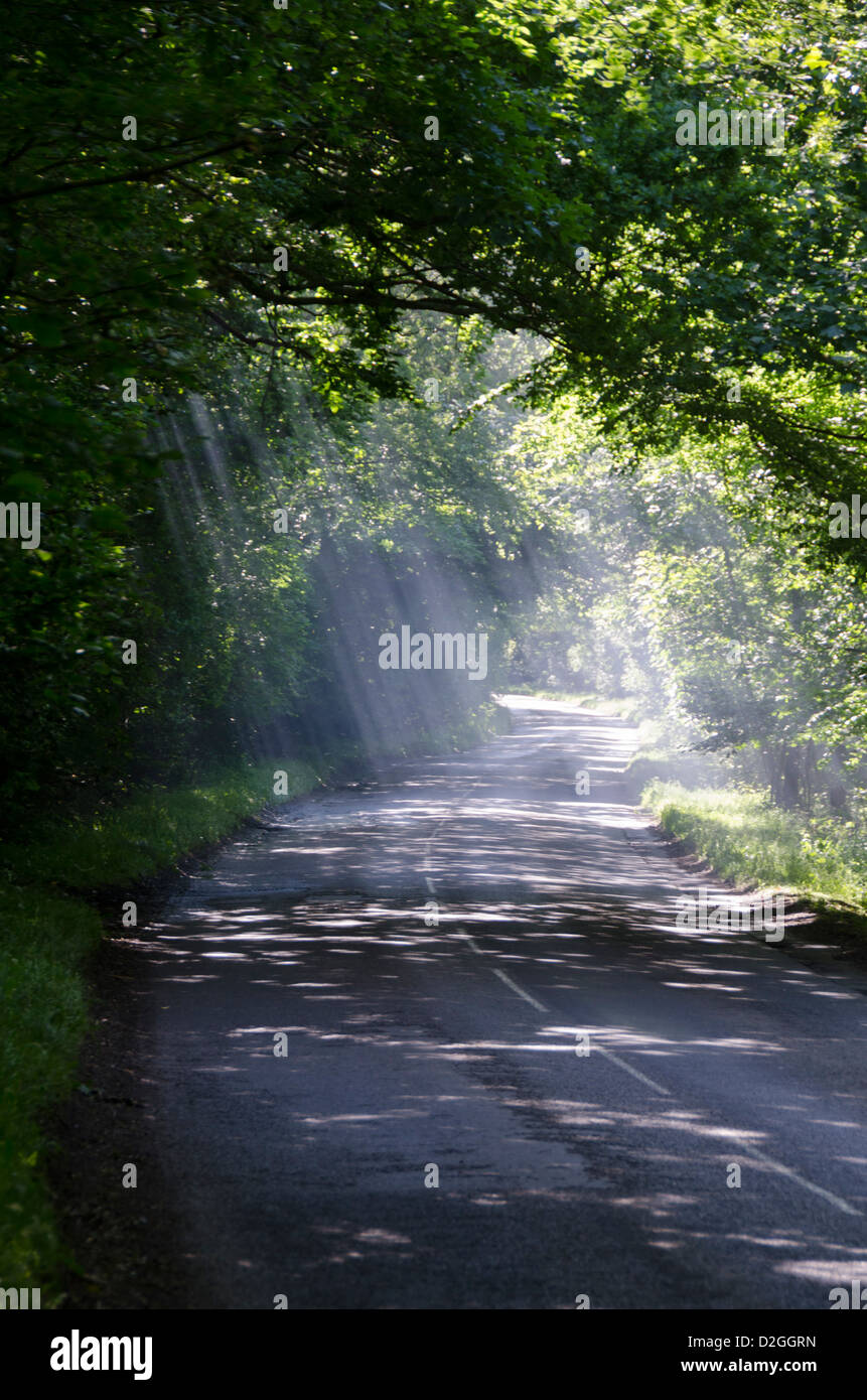 Sun's rays shining through trees on country lane, near Wych Cross