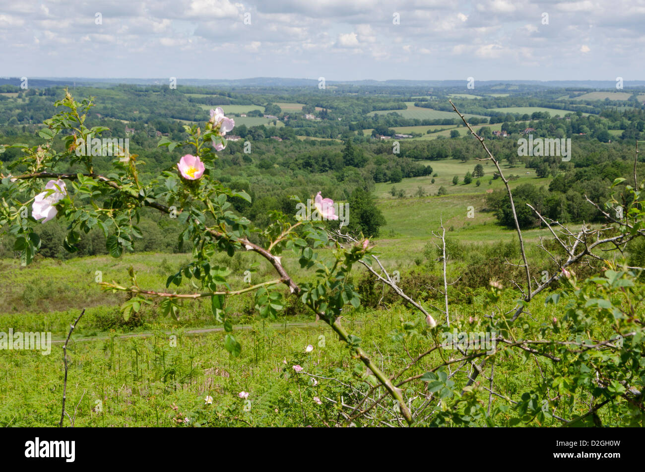 Wych cross hires stock photography and images Alamy