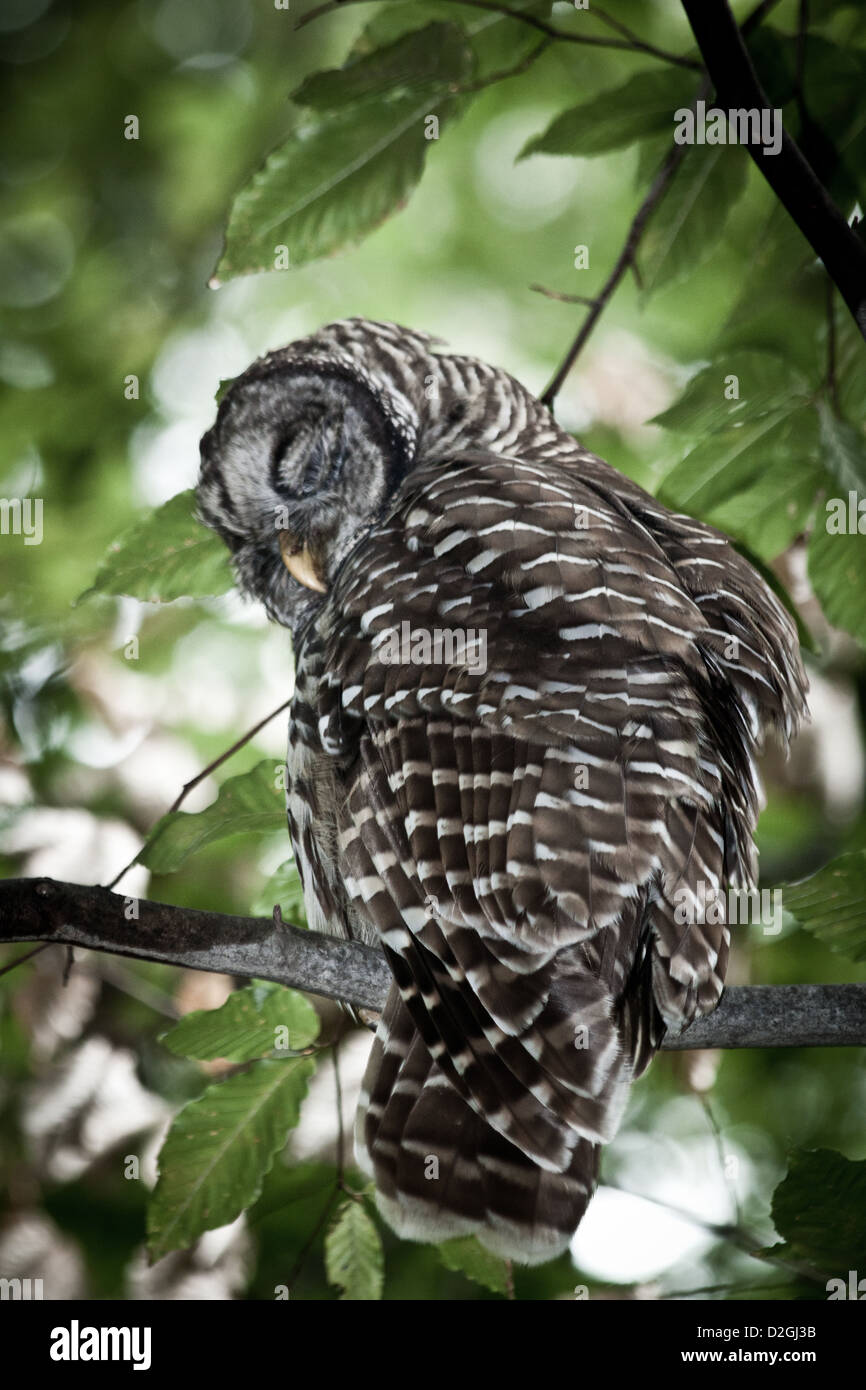 Barred Owl, Inniswoods Metro Park, Westerville, Ohio. Stock Photo