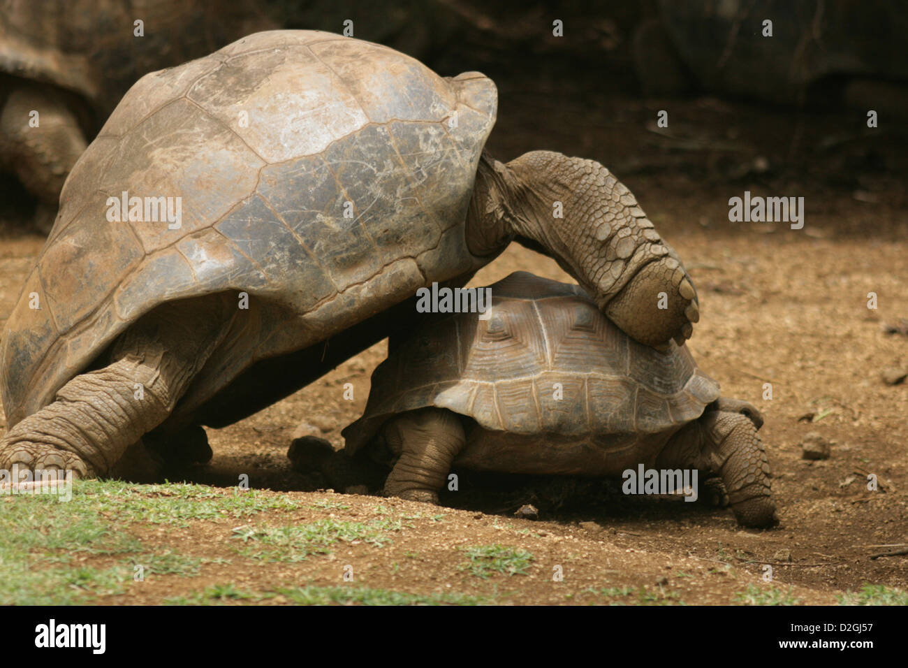 tortoise in a park reserve Stock Photo