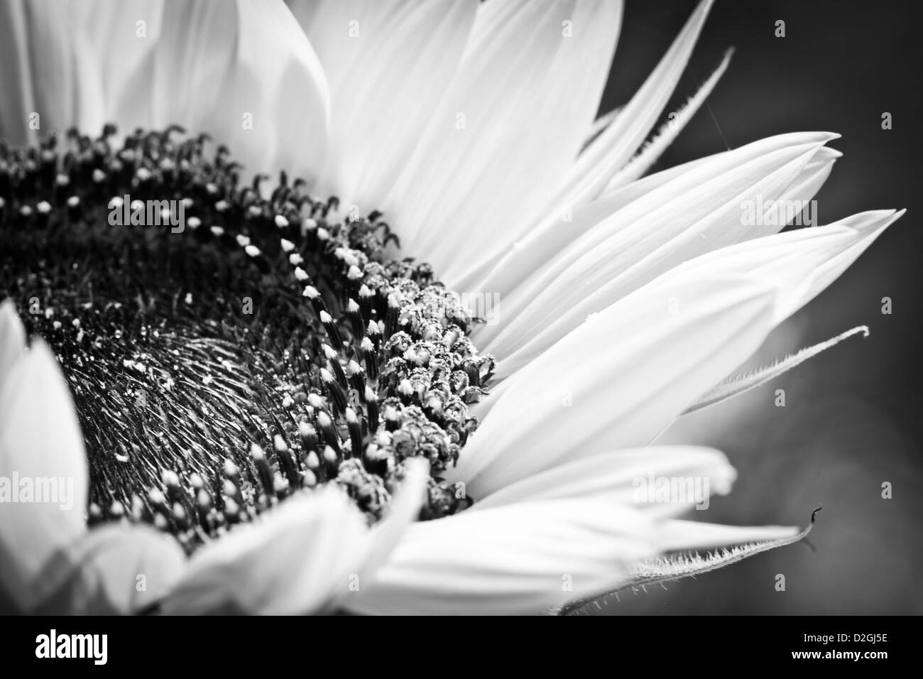 Black and white sunflower hi-res stock photography and images - Alamy