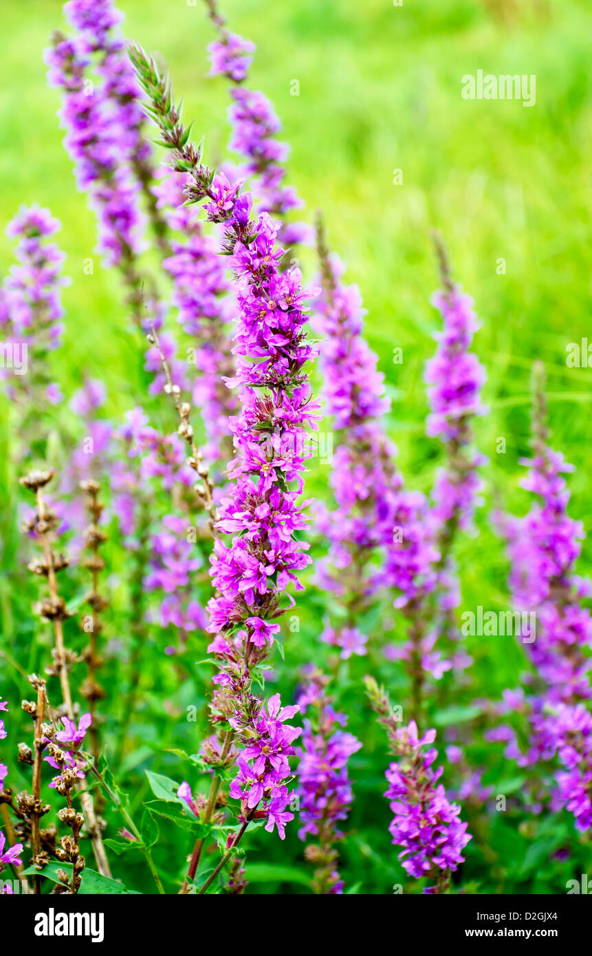 Spike inflorescence hires stock photography and images Alamy