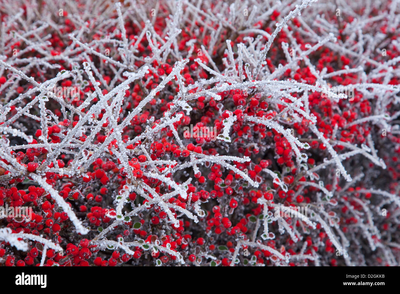 Winter Cotoneaster fruity evergreen shrub covered in a hoar frost Stock Photo