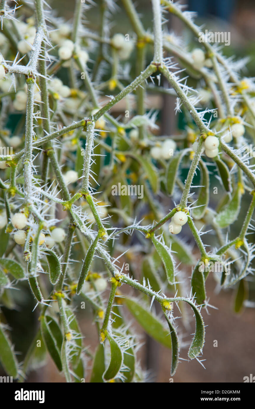 a large bunch of Frosted Mistletoe plant Stock Photo