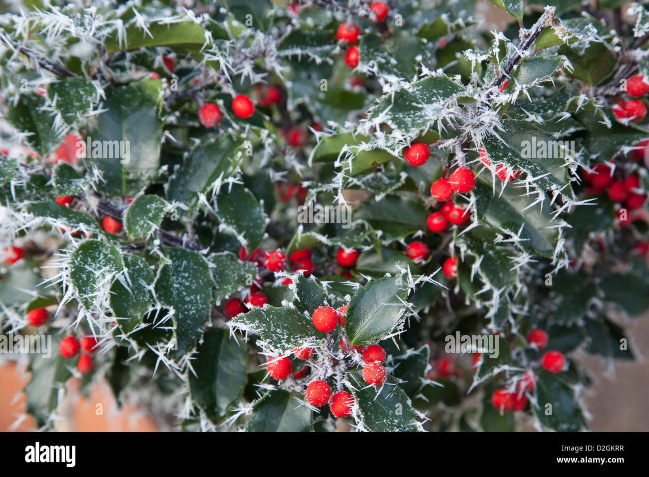 Evergreen Frosted Holly with berries Stock Photo Alamy