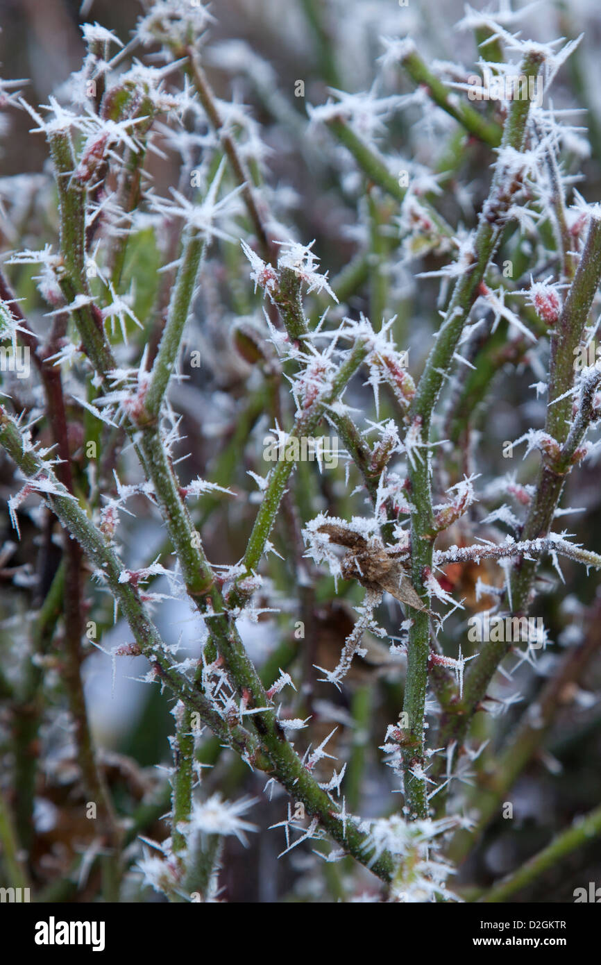 Garden Roses in winter covered in a frosty hoar frost Stock Photo - Alamy