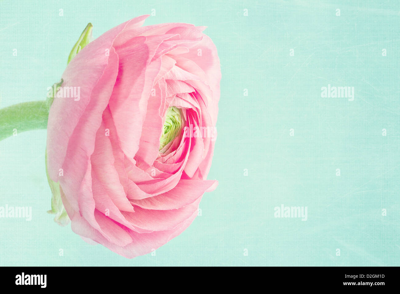 Single pink ranunculus on shabby chic light blue background Stock Photo ...