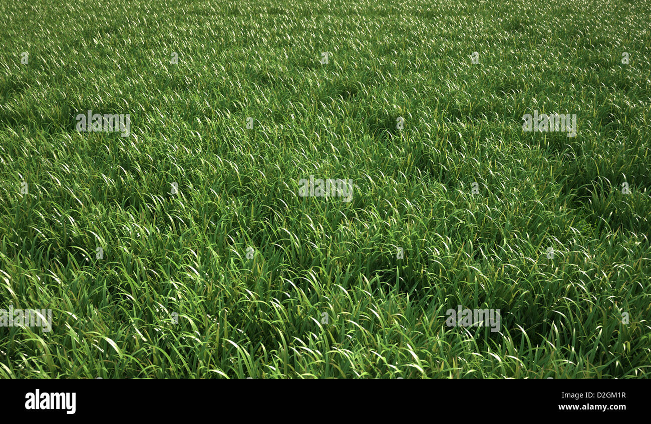 A very green and fresh looking grass field, bird eye view. Stock Photo