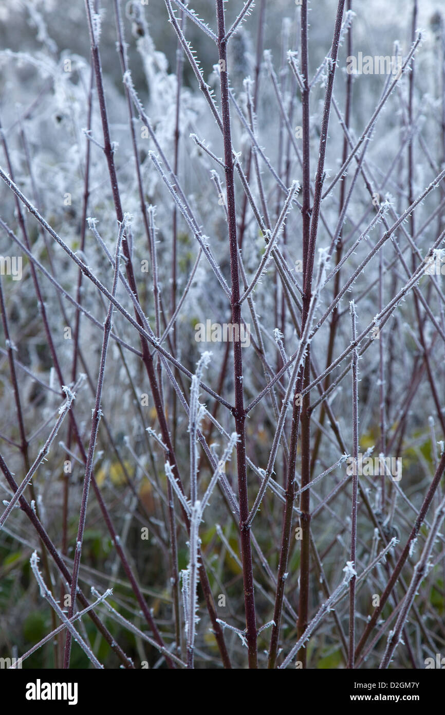 Wild winter hogweed plants covered in icy hoar frost Stock Photo