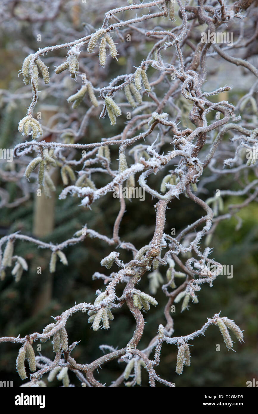 Contorted hazel hi-res stock photography and images - Alamy