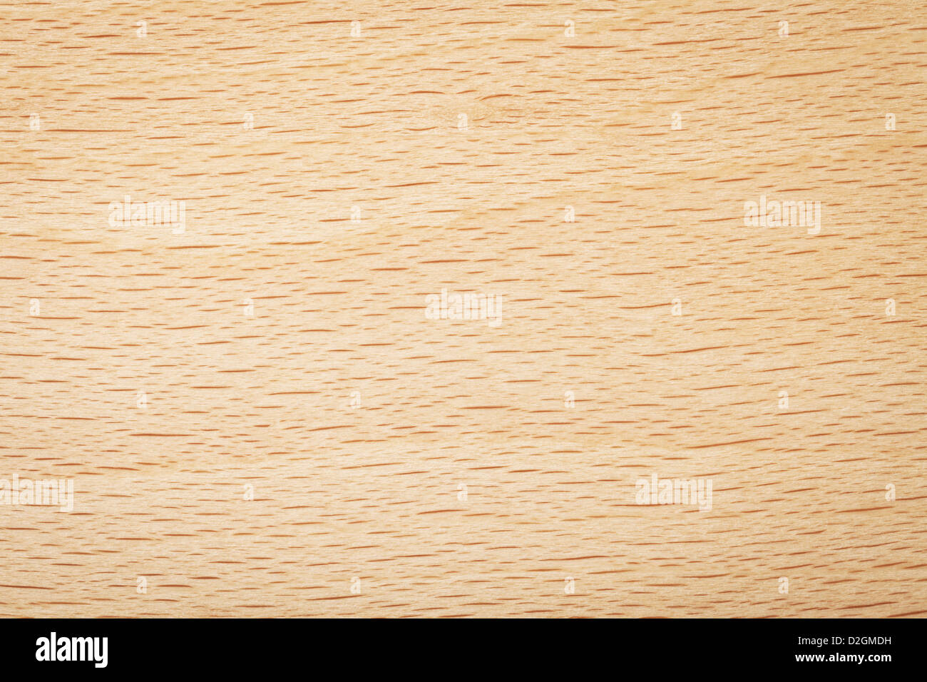 Beech wood texture for background. Natural plank macro shot Stock Photo