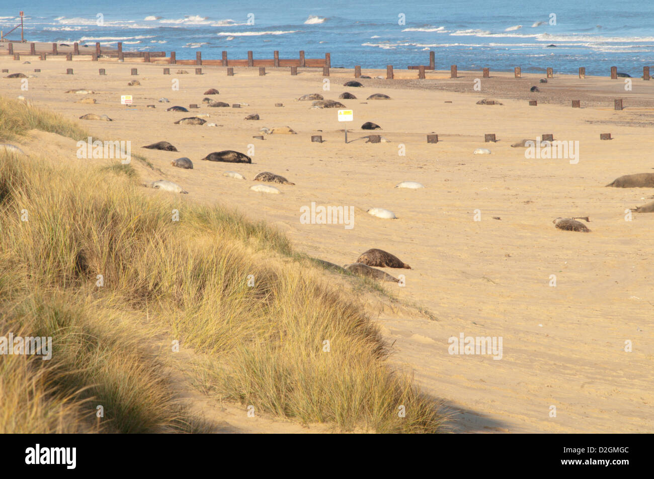 Grey seal [Halichoerus grypus]. breeding colony on beach haulout rookery. December. Norfolk. Horsey  and Winterton dunes Stock Photo