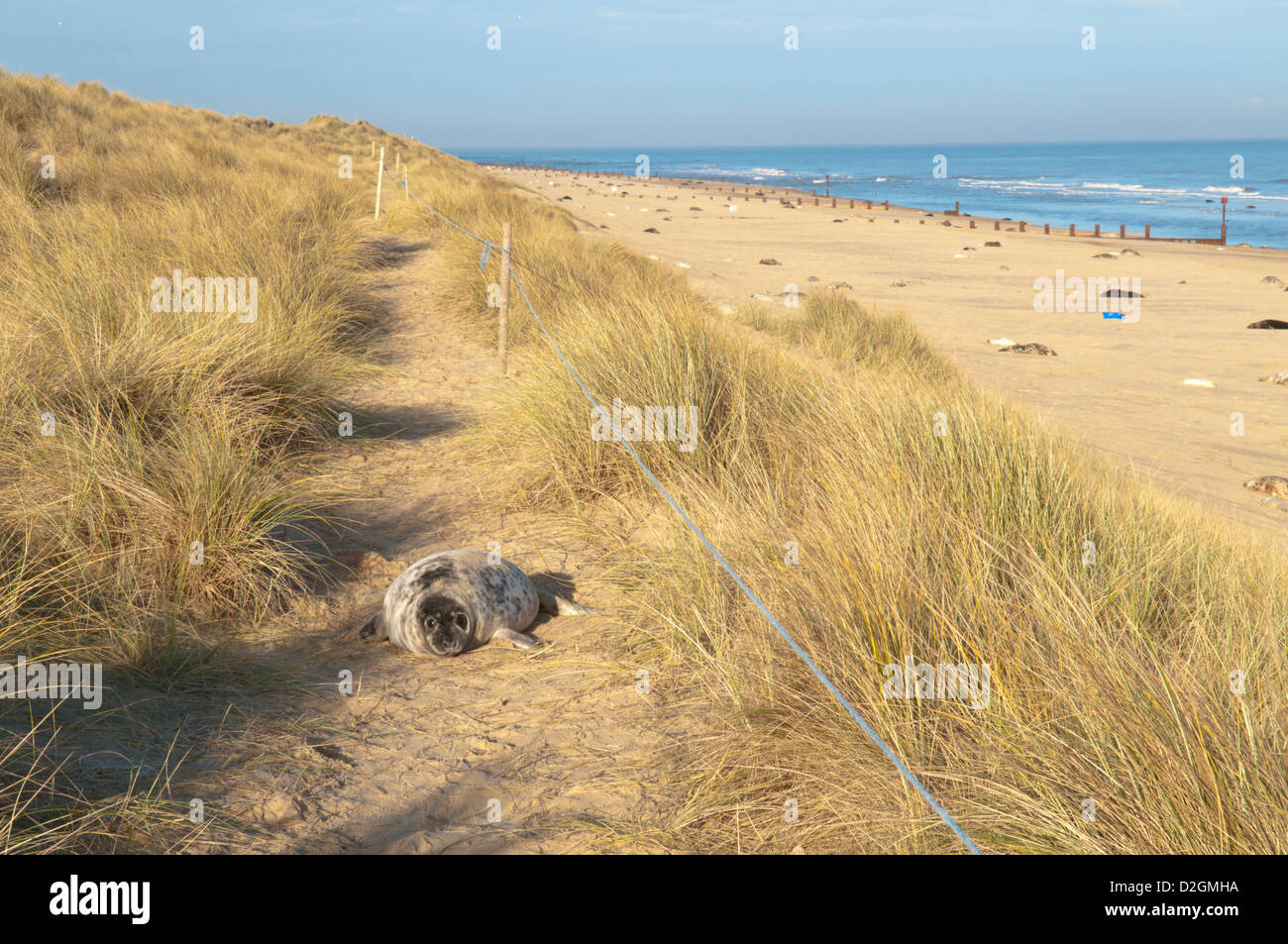 Grey seal [Halichoerus grypus]. breeding colony on beach haulout rookery. December. Norfolk.  Horsey  and Winterton dunes Stock Photo