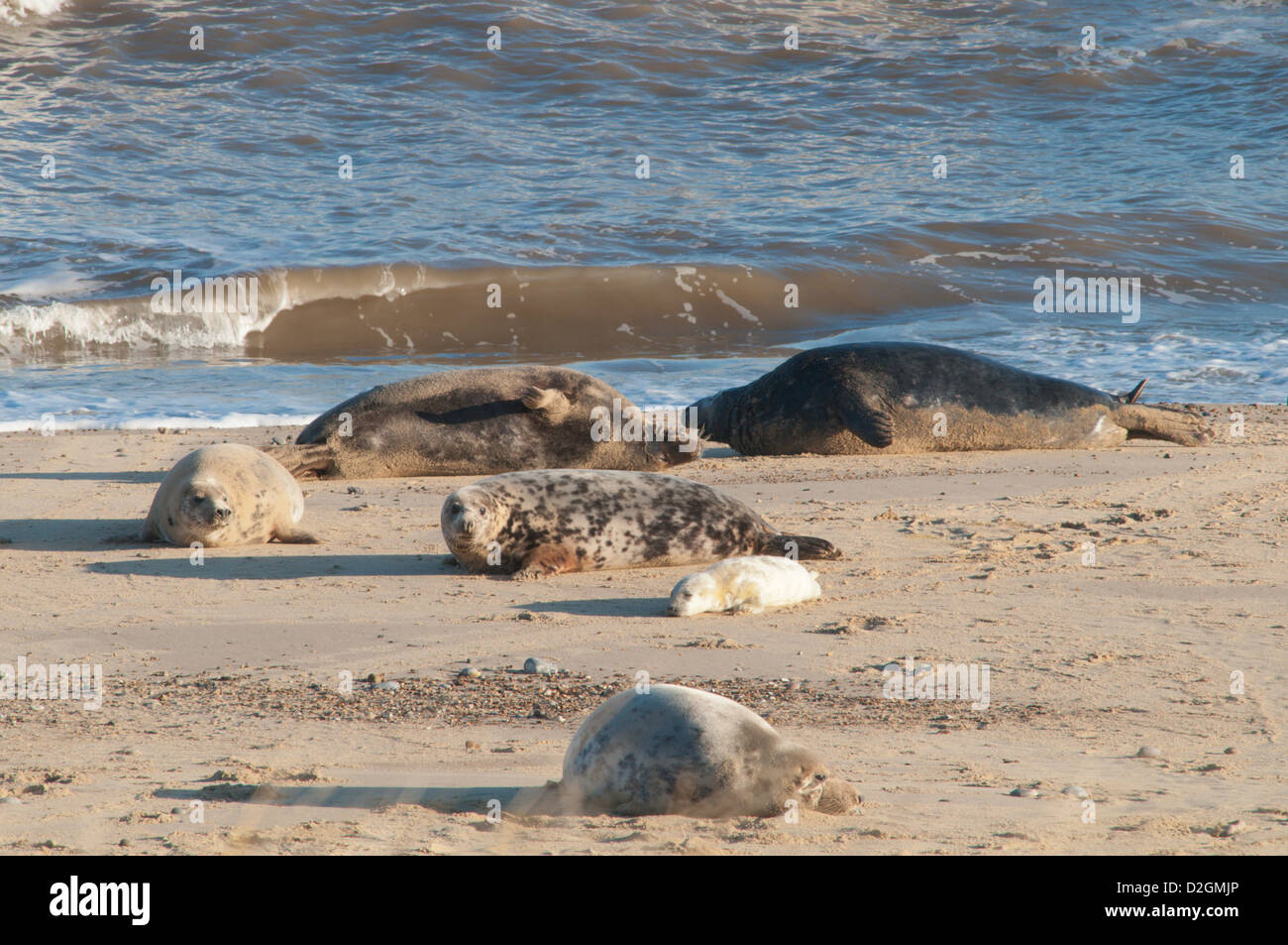 Grey seal [Halichoerus grypus]. Breeding colony, male females and pup on beach haulout rookery. December. Norfolk. Stock Photo