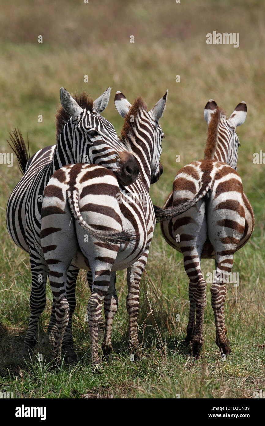 Masai Mara Zebras, Kenya, three, drei. Stock Photo