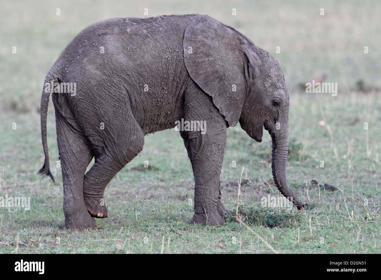 Afrikanischer Elefant African elephant loxodonta africana Little African elephant. Stock Photo