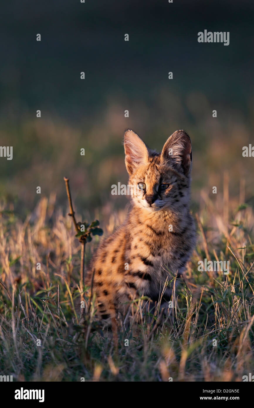 Young serval cat, Masai Mara Game Reserve, Kenya Stock Photo Alamy